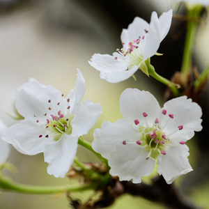 女子驷马悬吊真人
